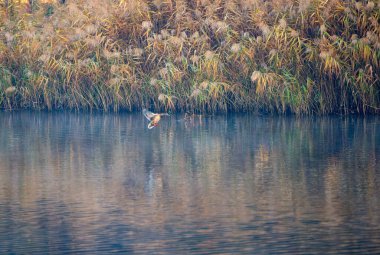 Duck bir gölün yüzeyine iniyor.