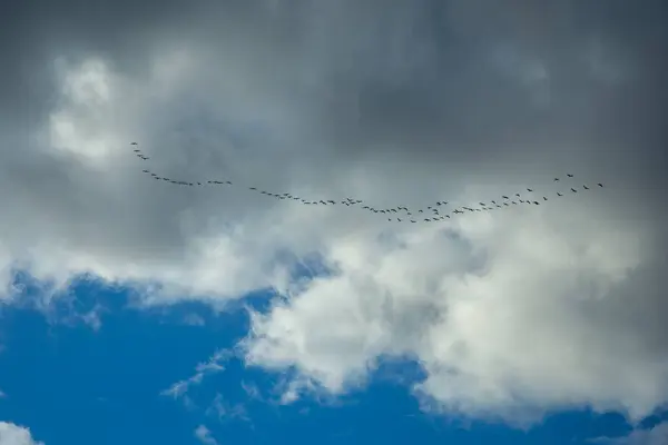 蓝天云下成群的鸟儿 图库图片