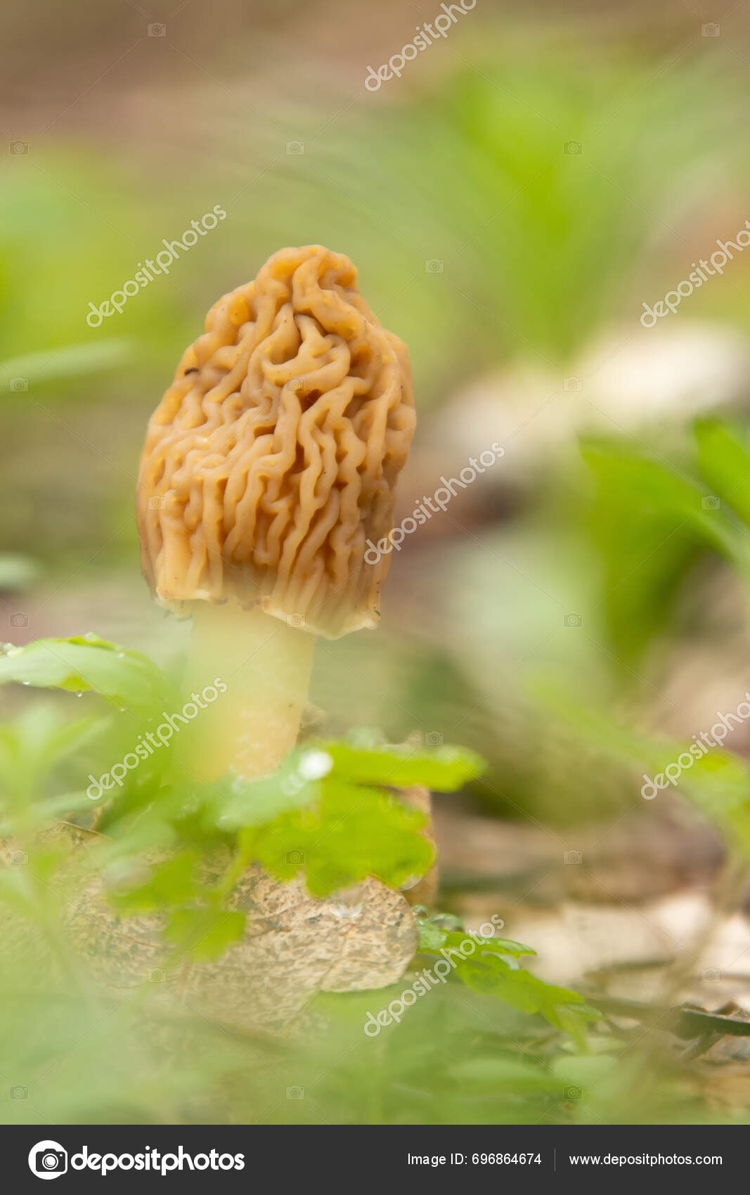 Morchella True Morels Genus Edible Sac Fungi Exotic Cap
