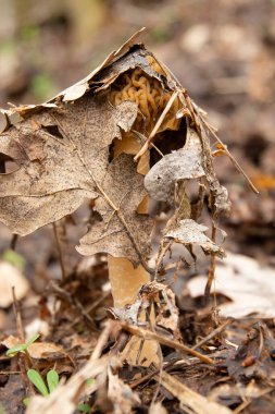 Morchella, gerçek Morchella, kuru meşe yapraklarının altındaki kapak gibi egzotik bal peteği olan yenilebilir bir mantar cinsidir.