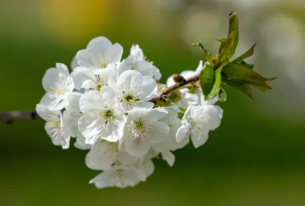 緑の草の背景に多くの白い花で覆われた桜の枝 — ストック写真