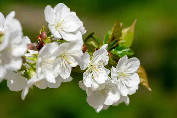 緑の草の背景に多くの白い花で覆われた桜の枝 — ストック写真