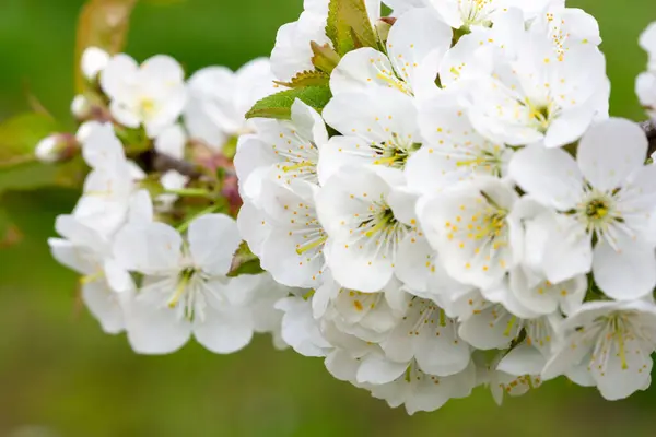 樱桃树枝干 绿草背景上覆盖着许多白花 免版税图库照片