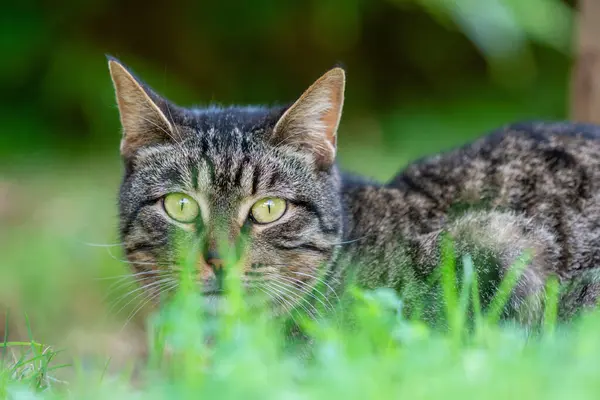 Cute grey cat hiding behind green grass