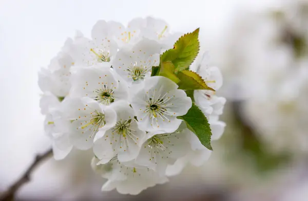 多くの白い花で覆われた桜の枝 — ストック写真