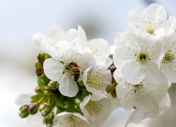 多くの白い花で覆われた桜の木の枝に蜂 — ストック写真