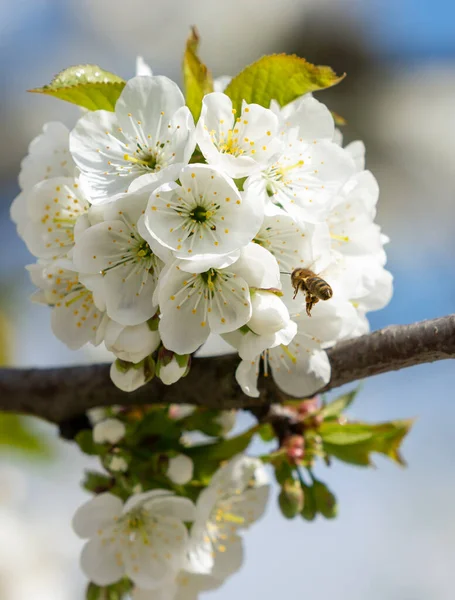 Abeille Près Branche Cerisier Couverte Nombreuses Fleurs Blanches — Photo