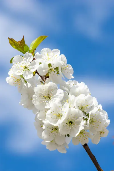 多くの白い花で覆われた桜の枝 — ストック写真