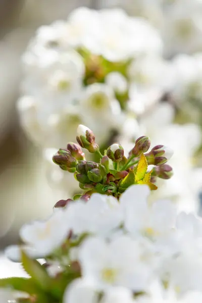 Rama Cerezo Cubierta Muchas Flores Blancas Fotos de stock libres de derechos