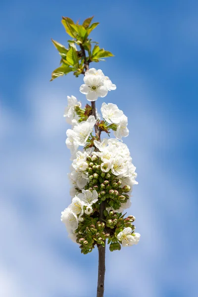Rama Cerezo Cubierta Muchas Flores Blancas Imagen de stock