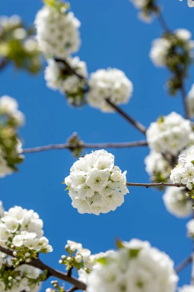 Rama Cerezo Cubierta Muchas Flores Blancas Fotos de stock