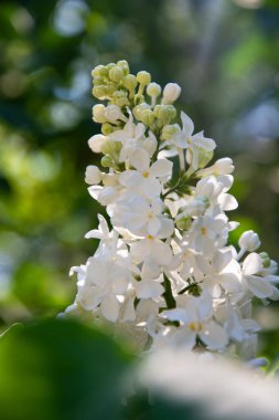 Açık çiçek ve tomurcuklu beyaz leylağın enfeksiyonu