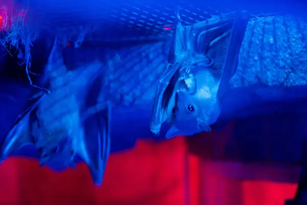 Vleermuizen Opknoping Hoofd Naar Beneden Kunstmatige Blauw Rood Licht Stockfoto