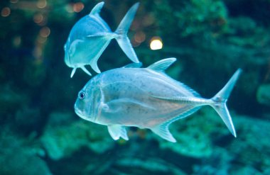 Koca gözlü koca gözlü Jack, harika trevally Caranx sexfasciatus mercan balığı su altında.