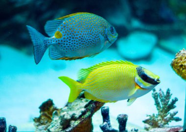 Masked Rabbitfish - Siganus puellus and golden rabbitfish in blue water of aquarium clipart