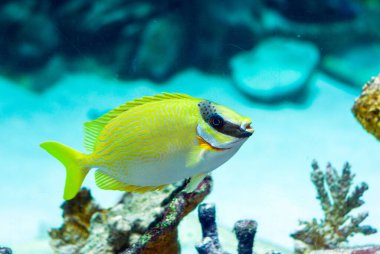 Maskeli Tavşan - Siganus puellus ve akvaryumun mavi sularındaki altın tavşancık