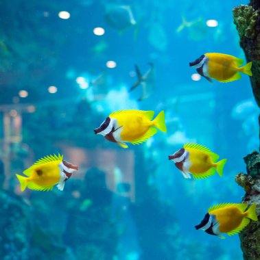 several foxface fish in blue water of aquarium clipart