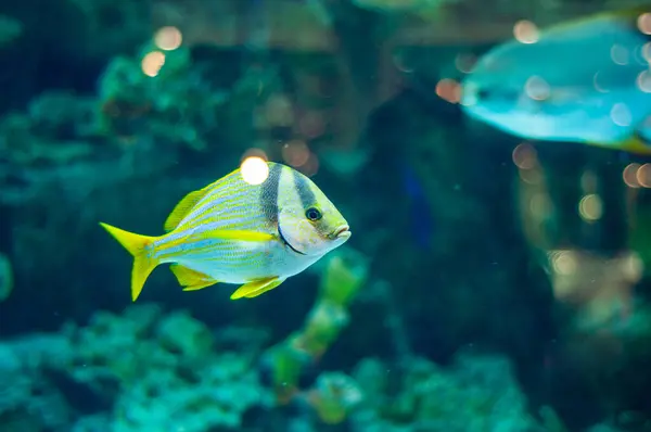 Porkfish Vis Uit Subsidies Zoutwater Aquarium Stockfoto