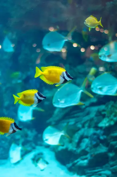 Verschillende Foxface Vis Het Blauwe Water Van Aquarium Stockafbeelding