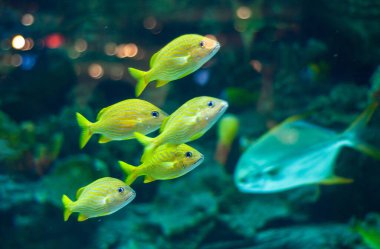 Tropik sulardaki mavi şerit homurdanıyor Okulu