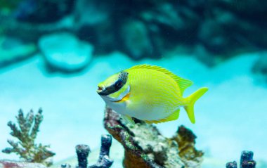 Maskeli Tavşan - Siganus puellus ve akvaryumun mavi sularındaki altın tavşancık