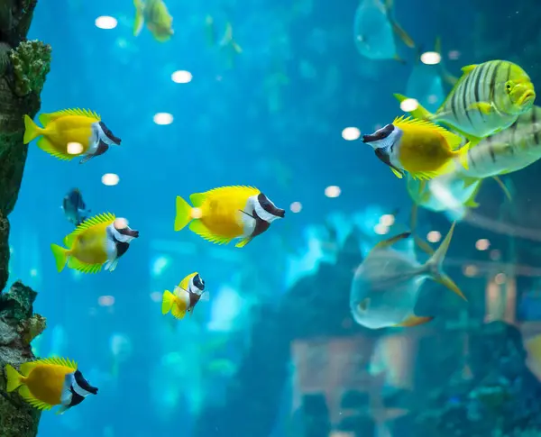 Plusieurs Poissons Face Renard Dans Eau Bleue Aquarium Images De Stock Libres De Droits