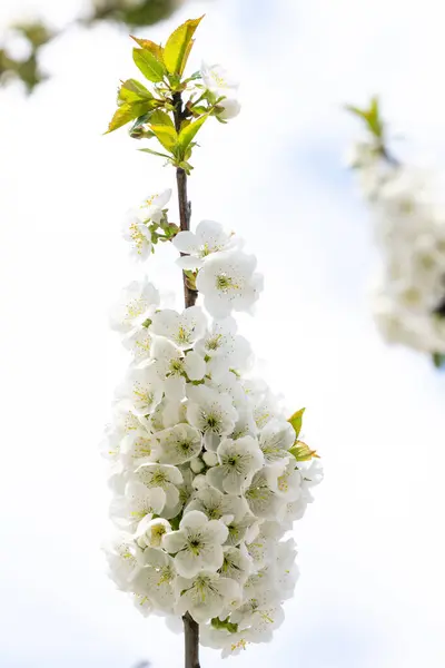 多くの白い花で覆われた桜の枝 ストック画像