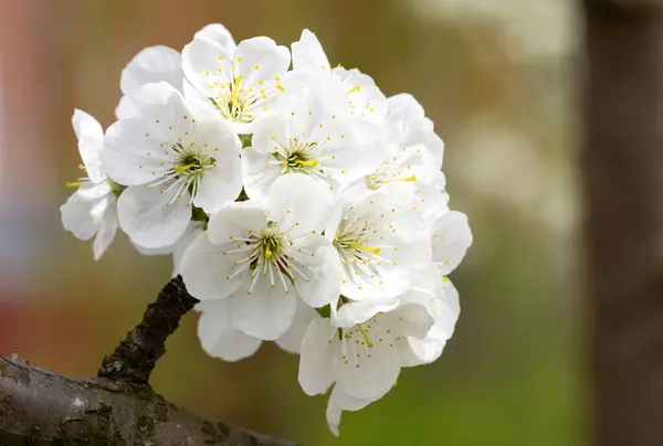 多くの白い花で覆われた桜の枝 ストックフォト