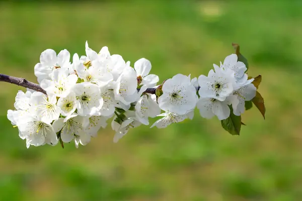 Branche Cerisier Recouvert Nombreuses Fleurs Blanches Sur Fond Herbe Verte Photos De Stock Libres De Droits