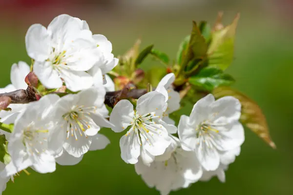 緑の草の背景に多くの白い花で覆われた桜の枝 ストック写真