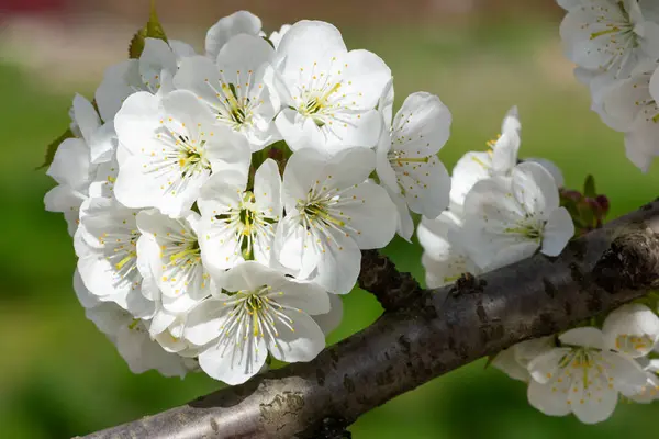 Branche Cerisier Recouvert Nombreuses Fleurs Blanches Sur Fond Herbe Verte Images De Stock Libres De Droits