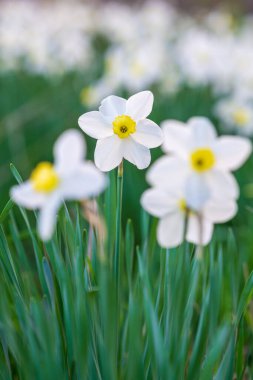 Sarı merkezli güzel beyaz narsislerin çoğu çiçek açıyor.