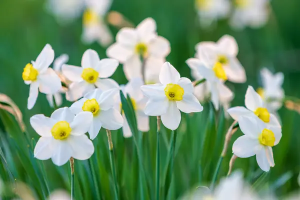 Багато Красивих Білих Нарцисів Жовтим Центром Цвітуть Ліцензійні Стокові Зображення