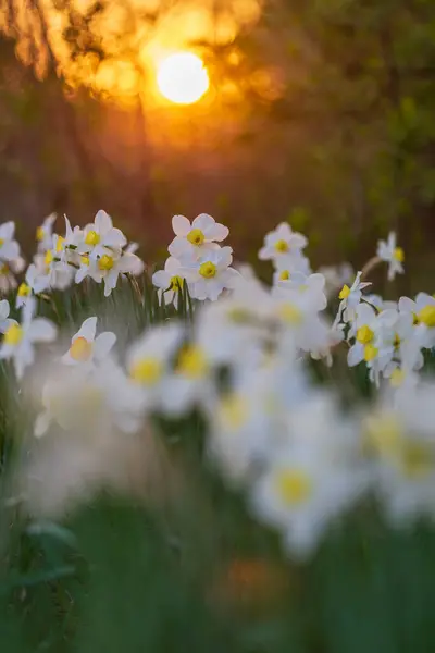 白色的水仙花 背景为晚霞圆盘 免版税图库图片