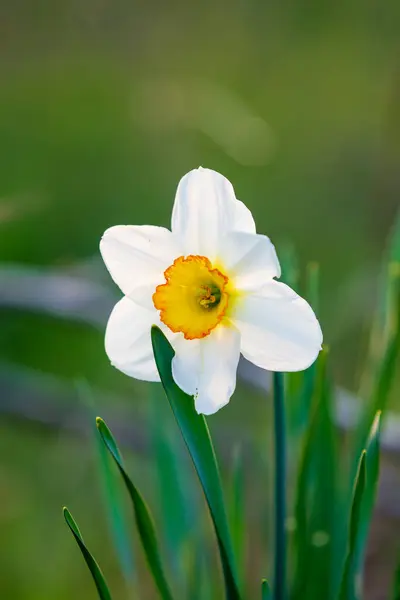 Vackra Vita Narcissus Med Gul Mitt Blommar Stockfoto