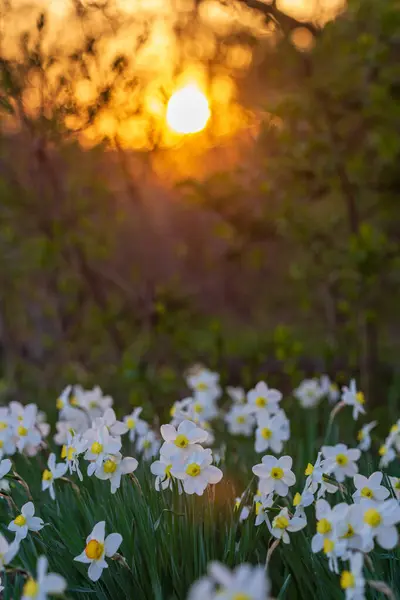 白いナルシスは背景に夕方の日焼け止めディスクと花を咲かせました ストック写真