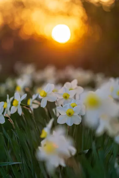 Bílé Narcisy Květinové Záhony Večerním Slunečním Kotoučem Pozadí Stock Fotografie