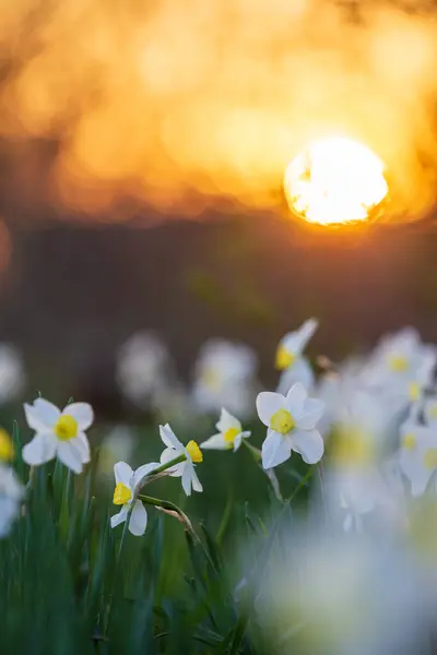 Bílé Narcisy Květinové Záhony Večerním Slunečním Kotoučem Pozadí Royalty Free Stock Fotografie