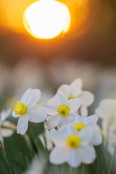Fehér Nárcisz Virágágyás Esti Napkorong Háttérben Stock Kép