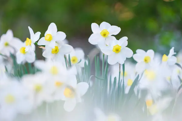 Багато Красивих Білих Нарцисів Жовтим Центром Цвітуть Стокова Картинка