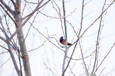 Bluethroat (Luscinia svecica) - ağaç dalında geçen küçük bir kuş