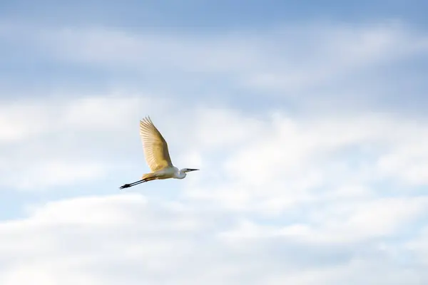 Branco Grande Egret Voando Contra Céu Azul Imagens De Bancos De Imagens Sem Royalties