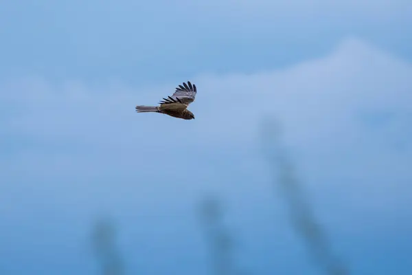 Δυτική Marsh Harrier Κατά Την Πτήση Μπλε Του Ουρανού Εικόνα Αρχείου