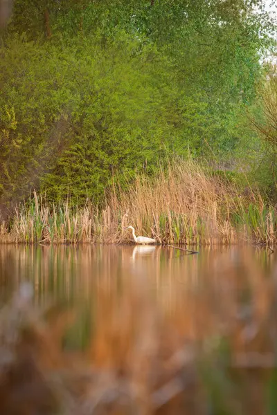 Белая Большая Цапля Озере Издалека Лицензионные Стоковые Фото
