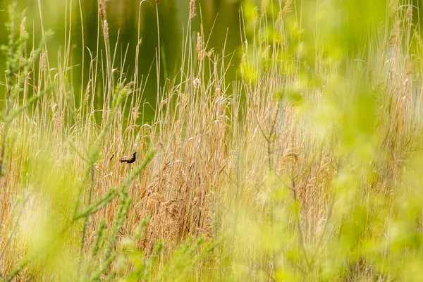 小さなブルートロート ラスシニアカ リード茎の上の小さな通行鳥 ロイヤリティフリーのストック写真