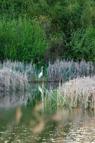 Branco Grande Egret Lago Longa Distância Imagens De Bancos De Imagens