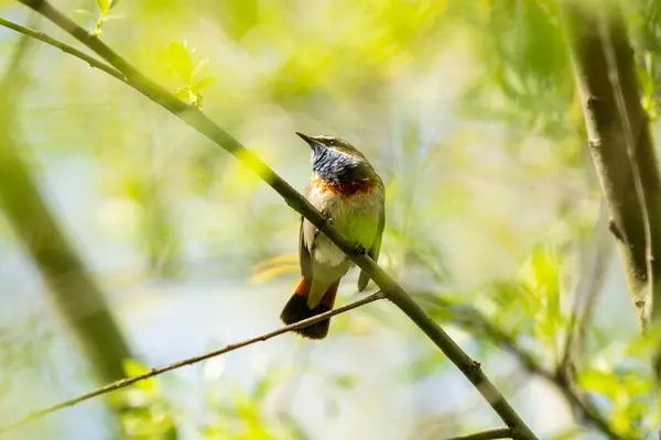 Bluethroat Luscinia Svecica Ağaç Dalında Geçen Küçük Bir Kuş Telifsiz Stok Fotoğraflar