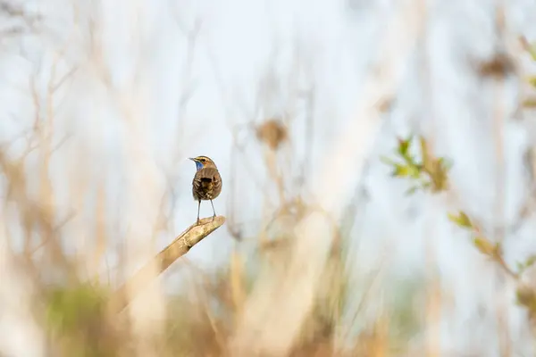 Blaukehlchen Luscinia Svecica Ein Kleiner Vogel Auf Einem Ast lizenzfreie Stockbilder