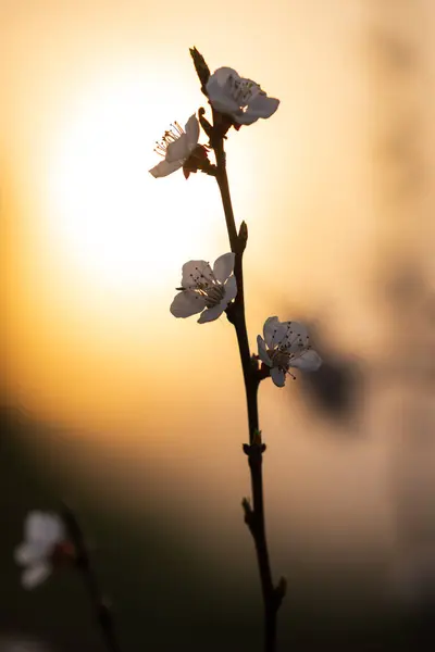 設定された太陽に対して白い花を持つアプリコットの枝 ストック写真