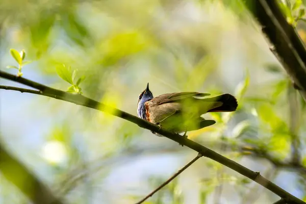 ブルートロート ラスシニアカ 木の枝に小さな通行鳥 ストック写真